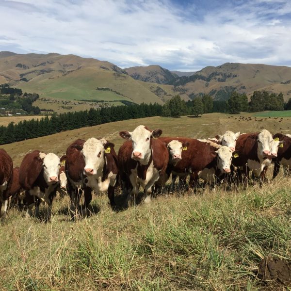 Breeding Programme Welcome To Merrylea Herefords